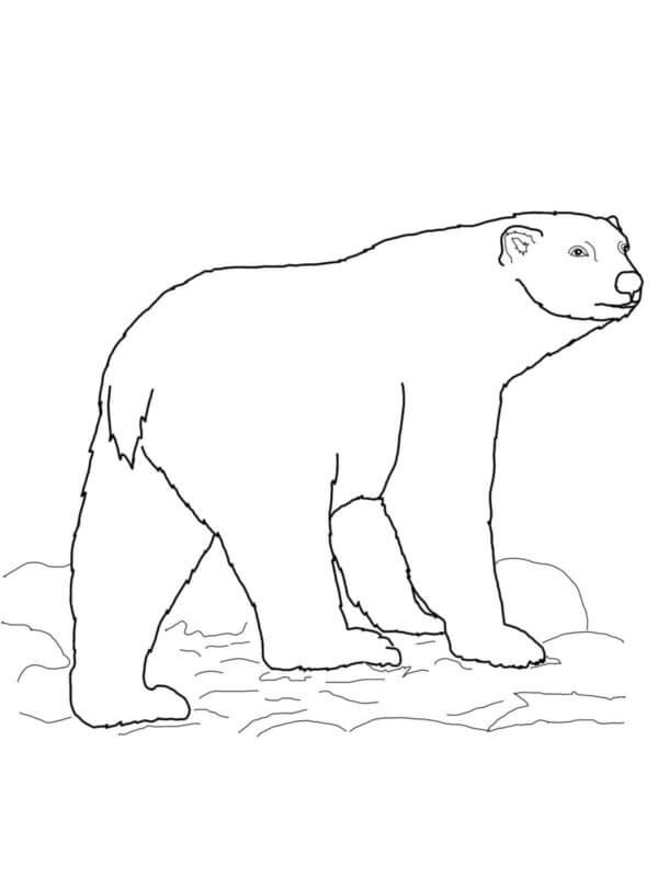 Stor Isbjørn fargeleggingsside