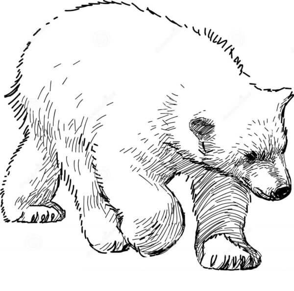 Isbjørn fargelegging