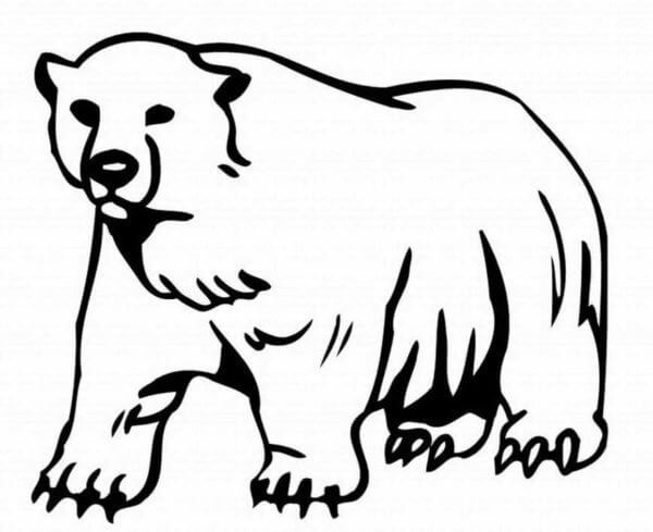 Tegning Av Isbjørn fargeleggingsside