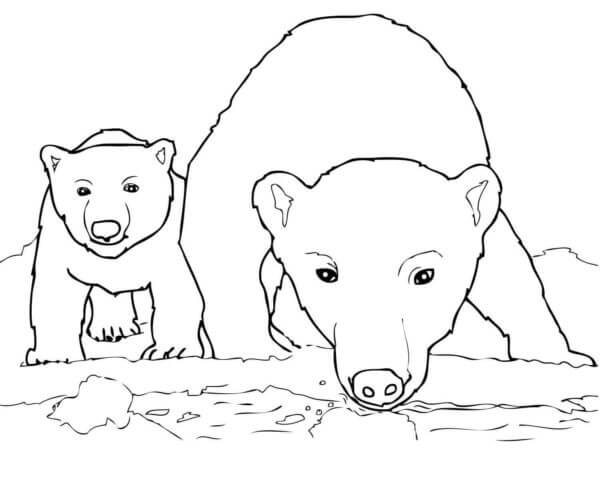 To Isbjørner På Jakt Etter Fisk fargeleggingsside