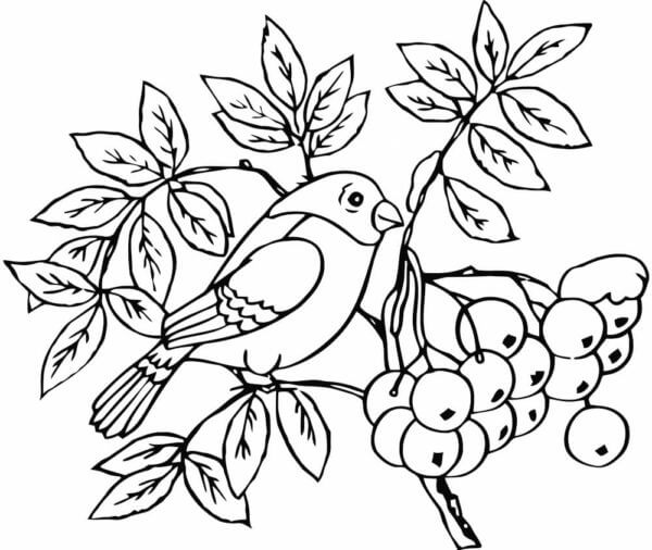 Bullfinch Og Rogn fargeleggingsside