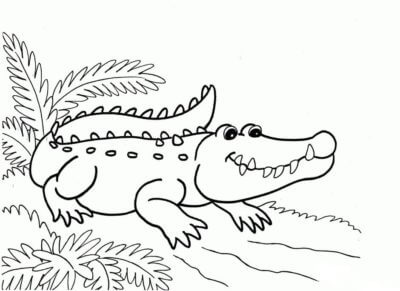 Crocodile Among The Ferns fargeleggingsside