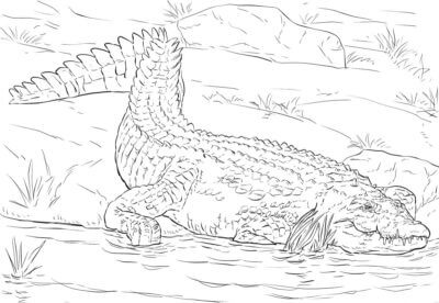 En Gammel Krokodille Hviler På Bredden Av Et Reservoar fargeleggingsside
