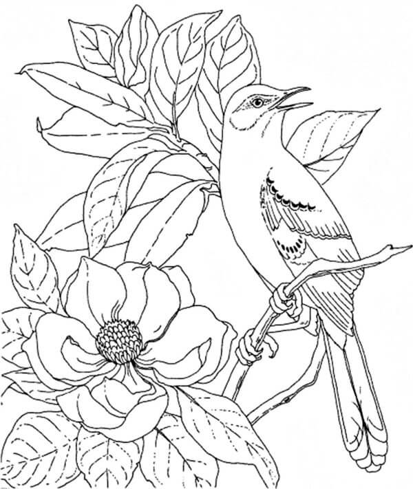Kolibri Og Vakre Magnoliablomster fargeleggingsside