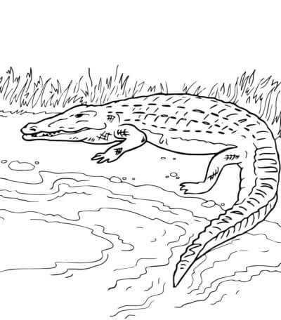 Krokodille Med Lang Hale fargelegging