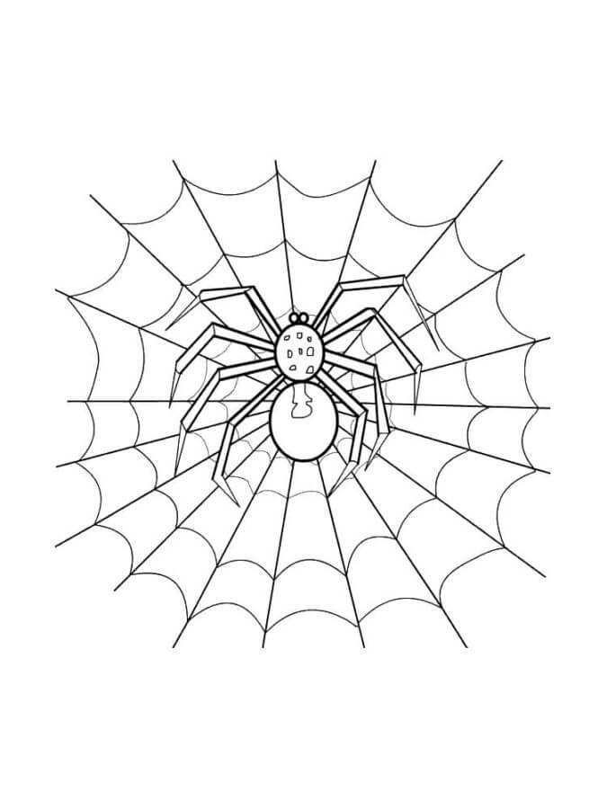 Åpen Nett For En Edderkopp fargelegging