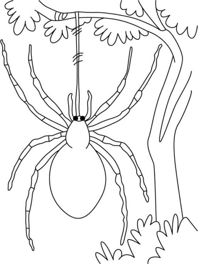 Edderkopp Som Klatrer i Et Tre fargeleggingsside