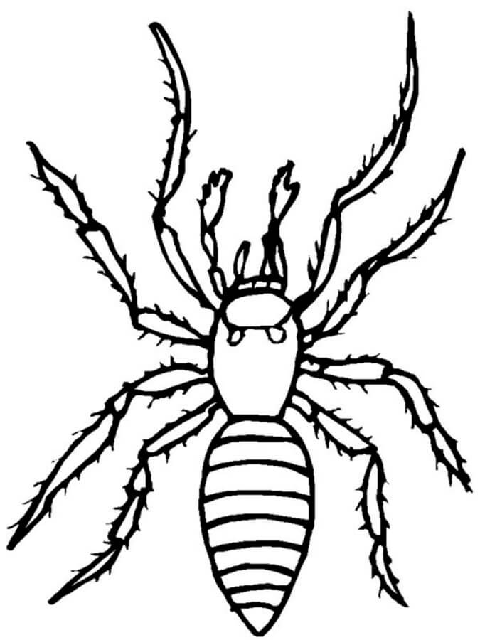En Morderedderkopp Med Knivskarpe Poter fargeleggingsside