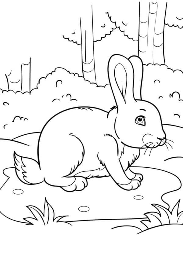 Kanin i Skogen fargeleggingsside