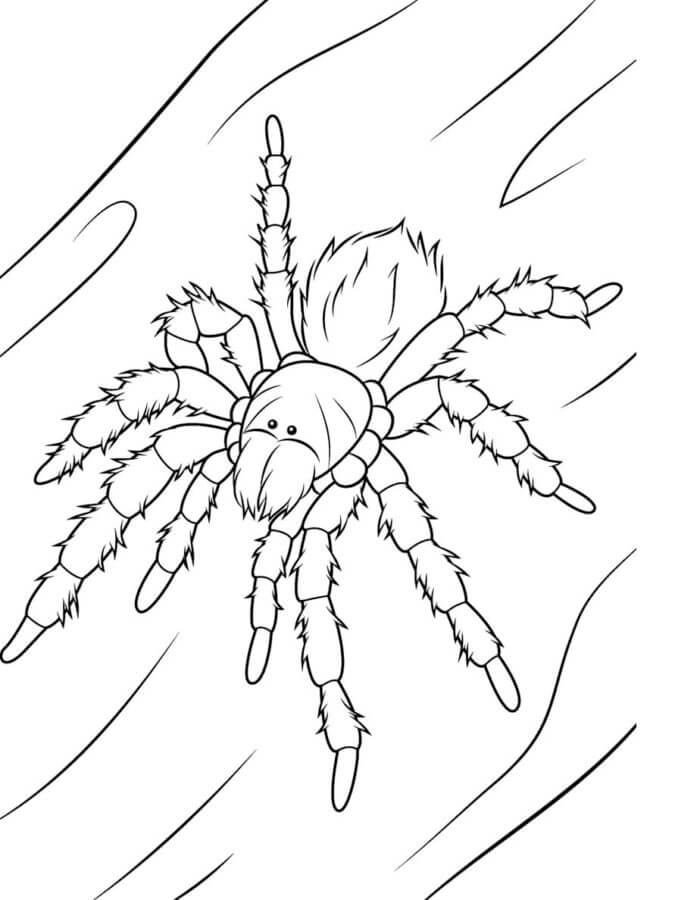 Farlig Edderkopp – Tarantella fargeleggingsside