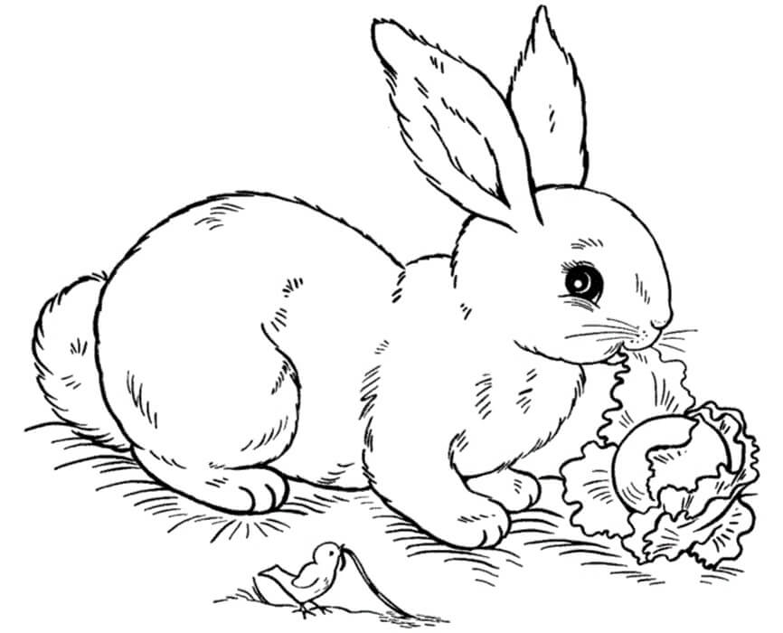Søt Kanin Spiser Kål fargeleggingsside