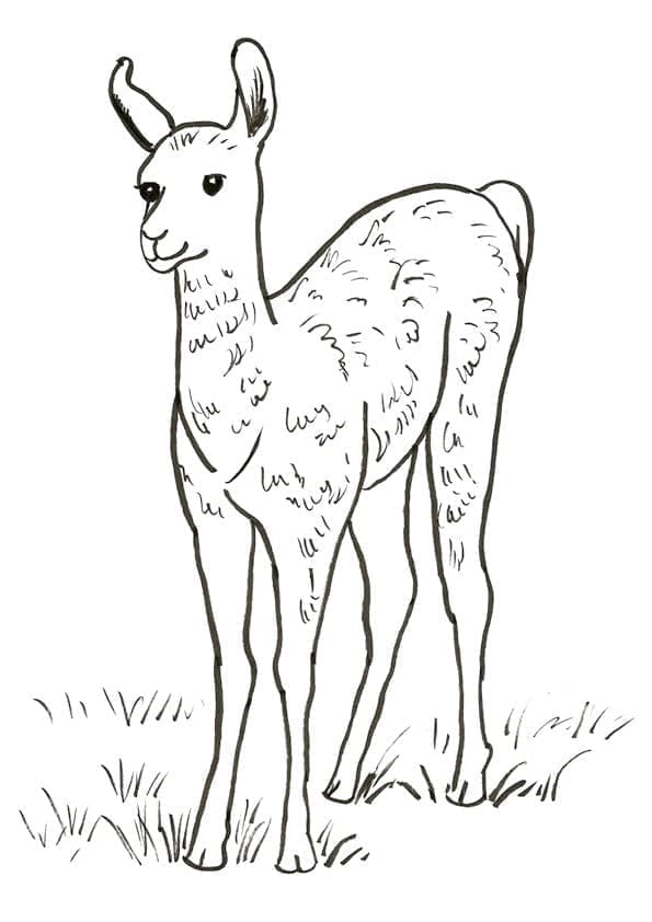 En baby lama fargelegging