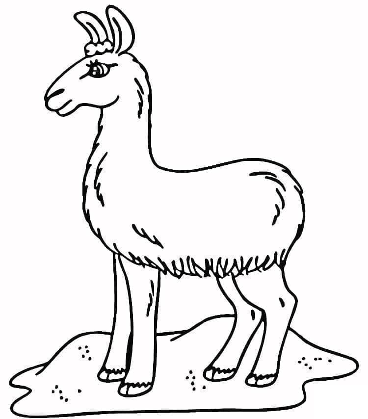 En lama fargelegging