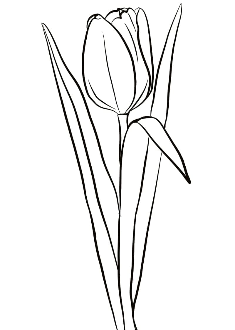 En tulipan fargelegging