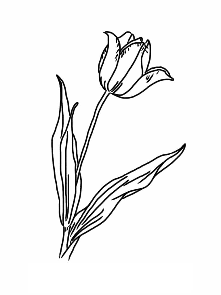 En vakker tulipan fargelegging