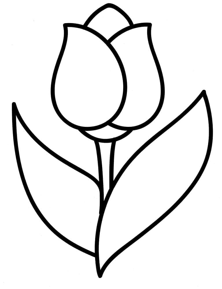 Enkel tulipanblomst fargelegging