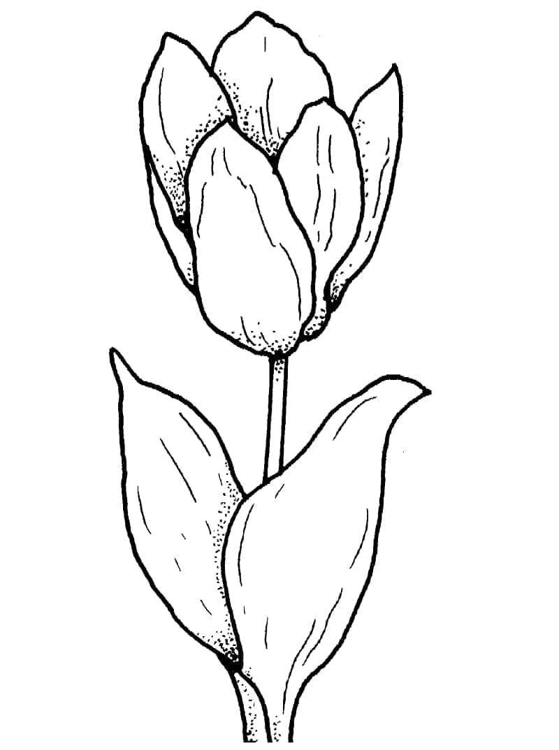 Fin tulipan fargelegging