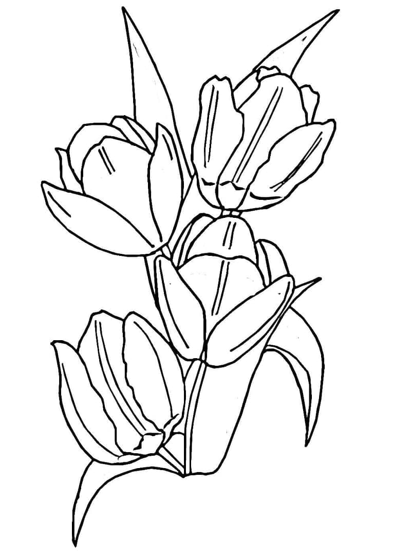 Fire tulipaner fargelegging