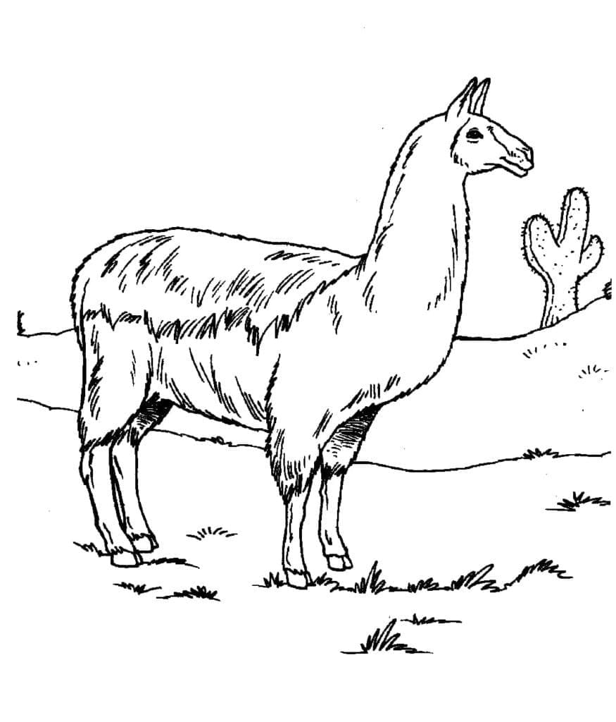 Lama for barn fargelegging