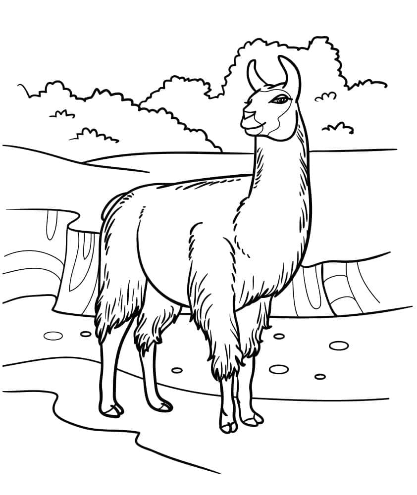 Lama gratis for barn fargelegging