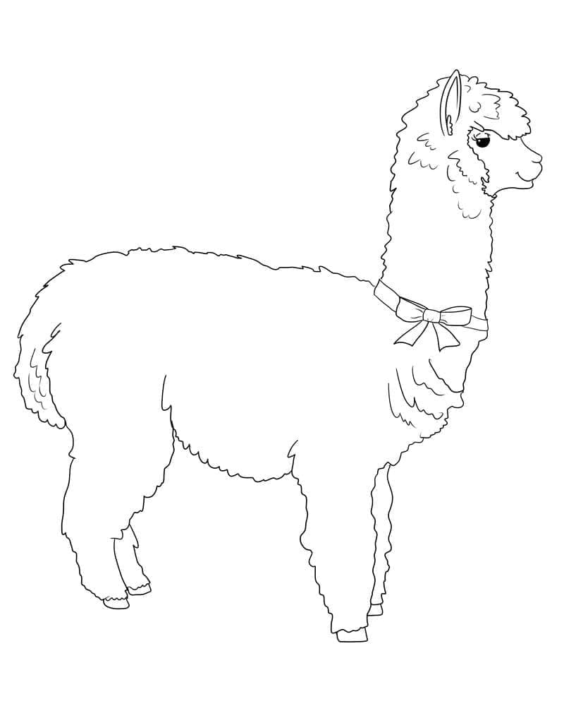 Lama med sløyfe fargelegging