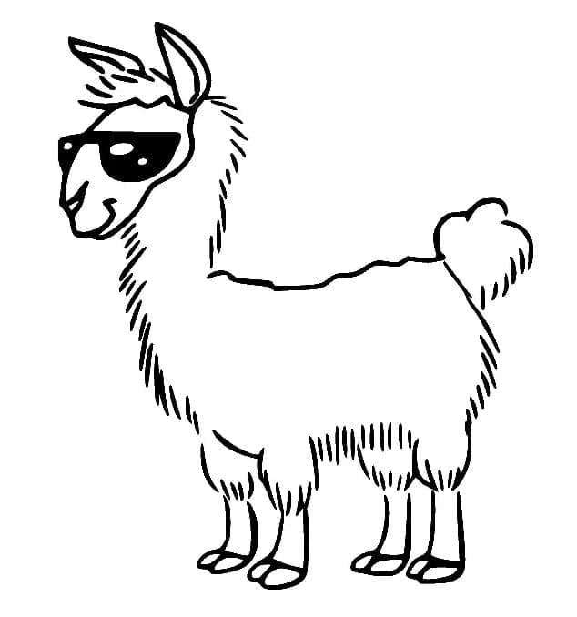 Lama med solbriller fargelegging