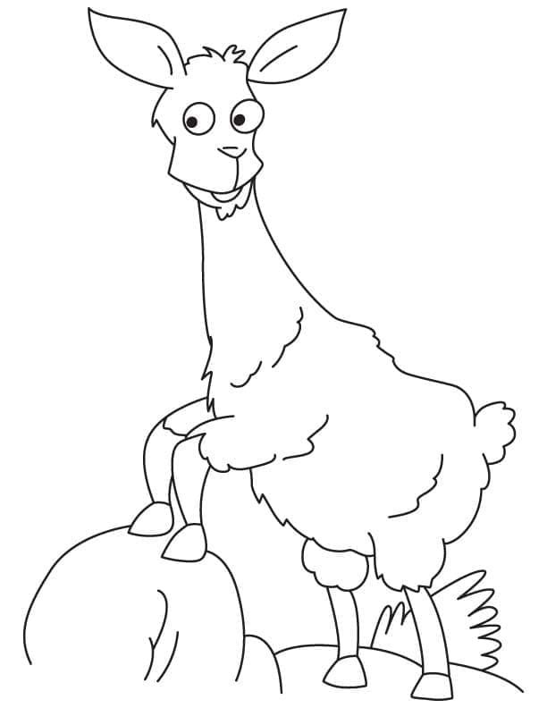 Lama på berget fargelegging