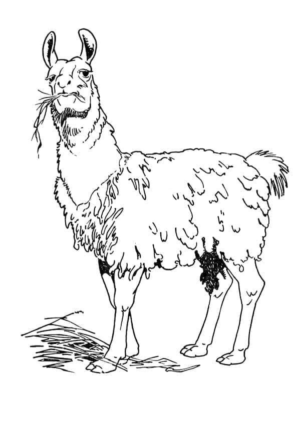 Lama som spiser gress fargelegging