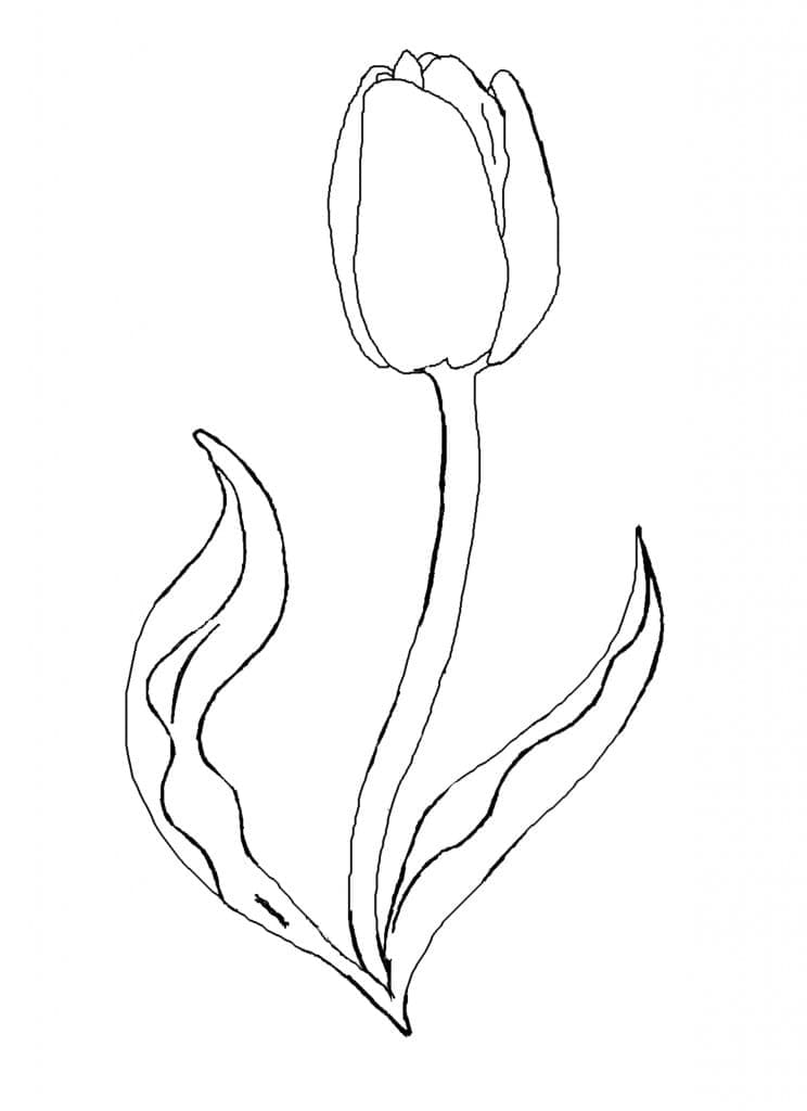 Nydelig tulipanblomst fargelegging