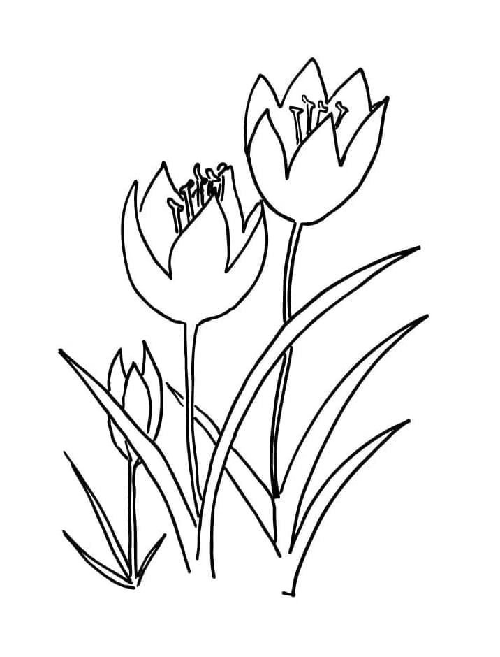 Nydelige tulipaner fargelegging