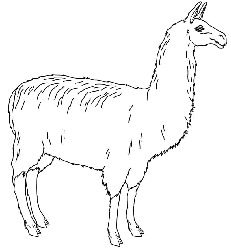 Realistisk lama fargelegging