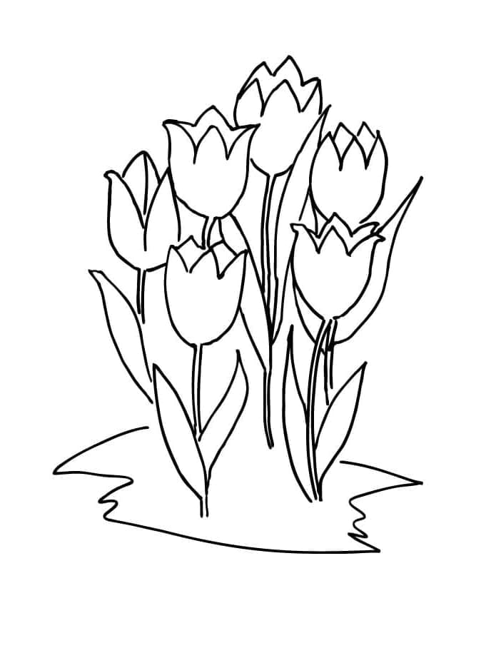 Seks tulipaner fargelegging