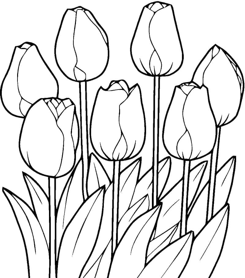 Syv tulipaner fargelegging