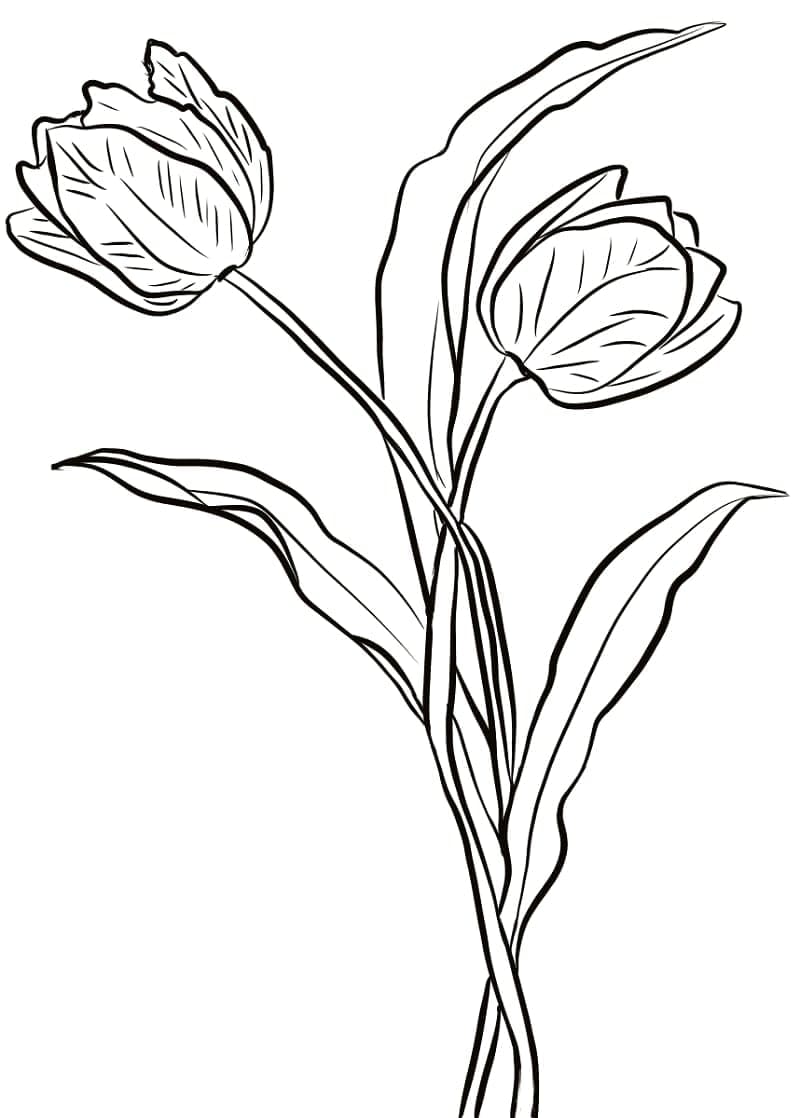 Trykk tulipaner fargelegging