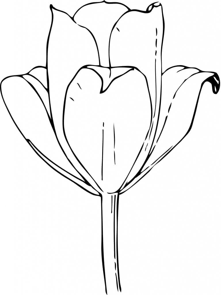 Tulipanblomst fargelegging