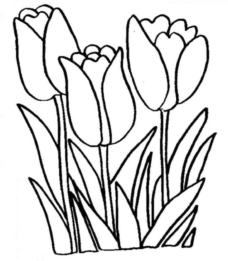 Tulipaner Blomst fargelegging