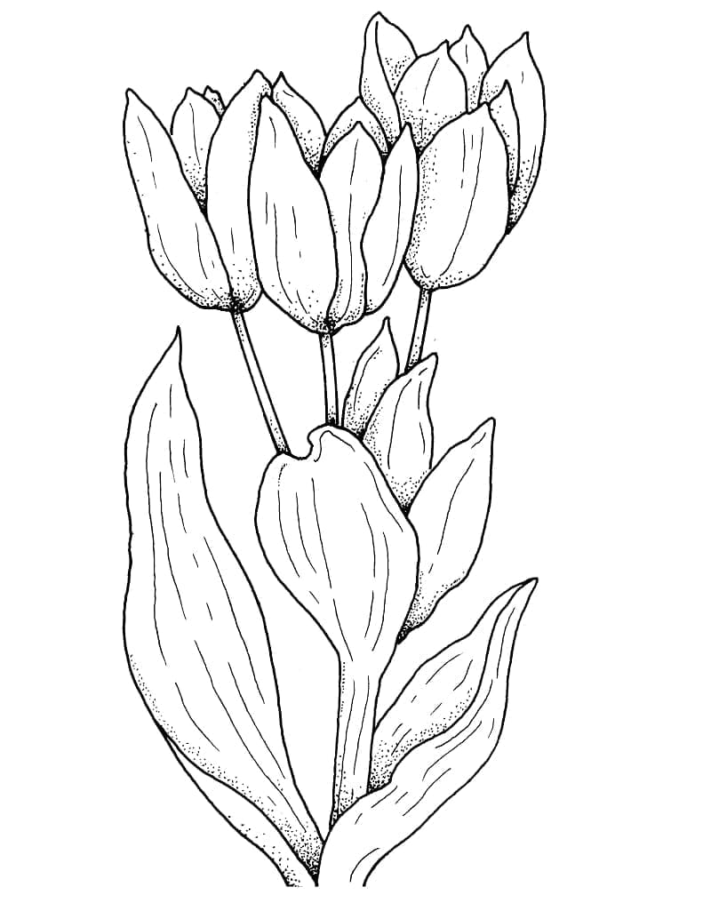 Tulipaner Gratis Utskrivbar fargelegging