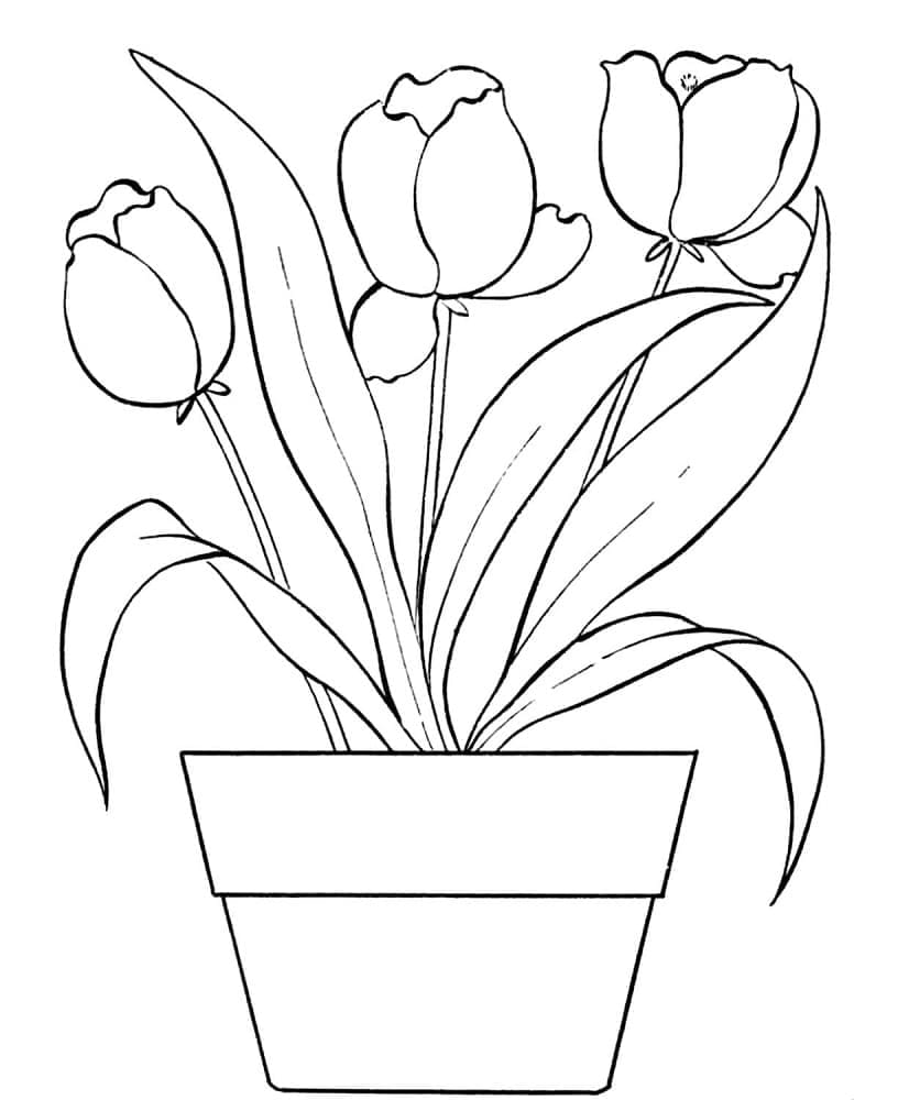 Tulipaner i en potte fargelegging