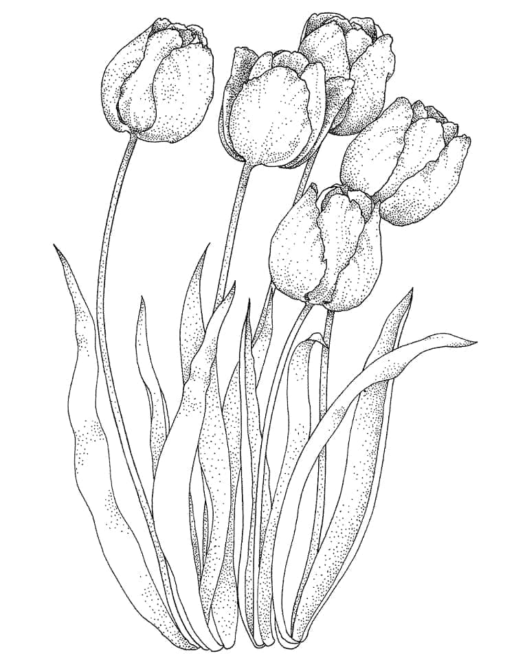 Tulipaner i hagen fargelegging