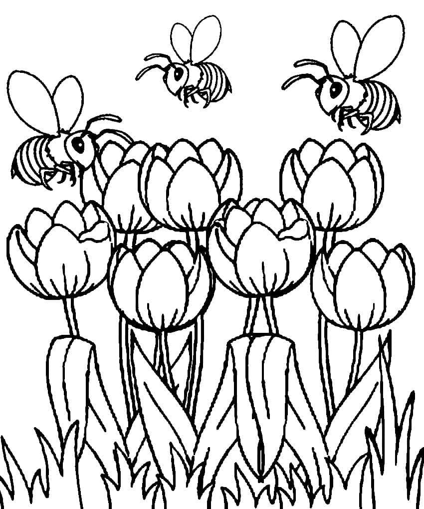 Tulipaner og bier fargelegging
