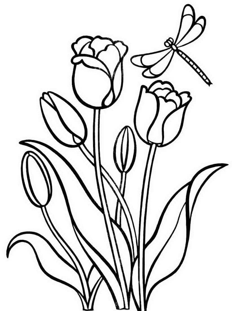 Tulipaner og øyenstikker fargelegging