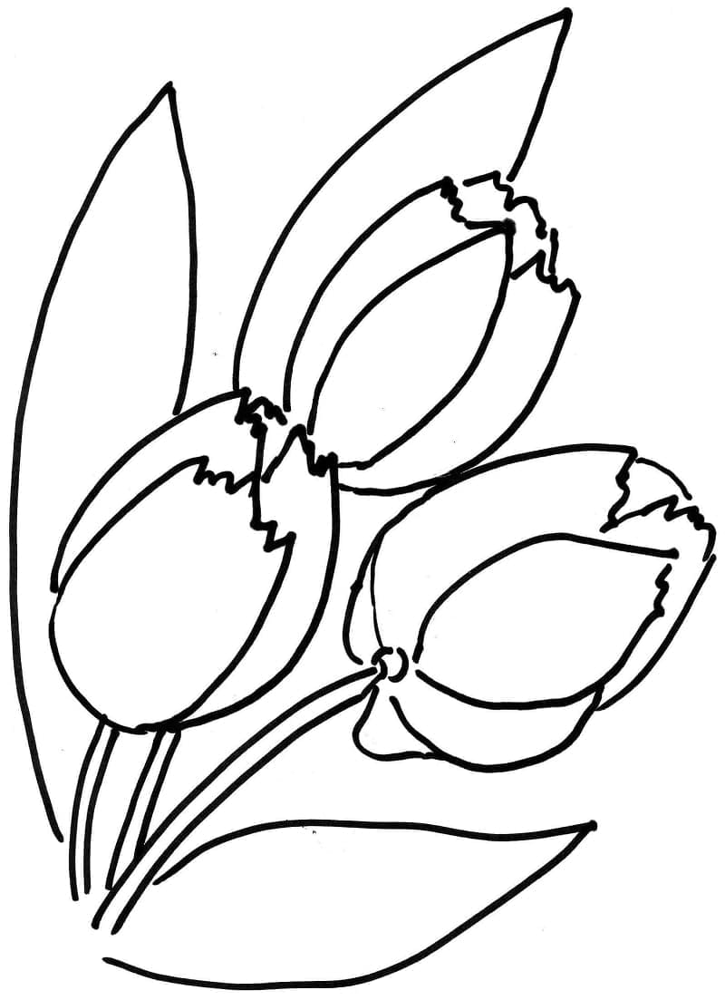 Tulipaner Vakre fargelegging