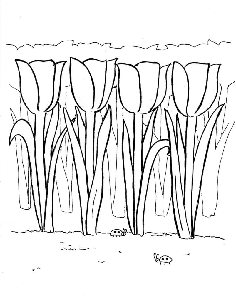 Tulipanhagen fargelegging