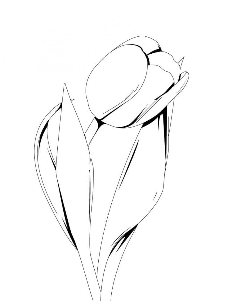 Vakker tulipan fargelegging