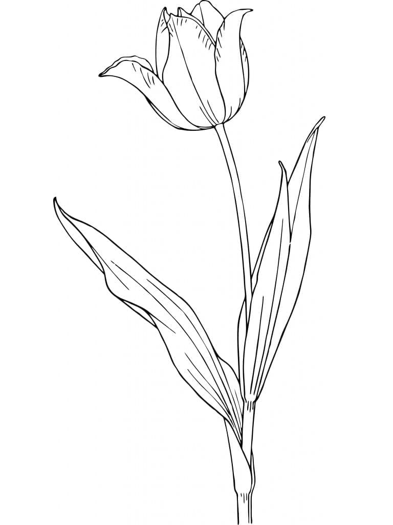 Vakker tulipanblomst fargelegging