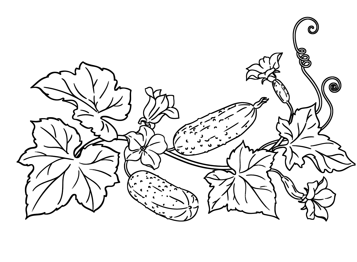 Agurkplante fargelegging