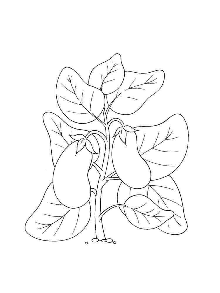 Aubergineplante fargelegging