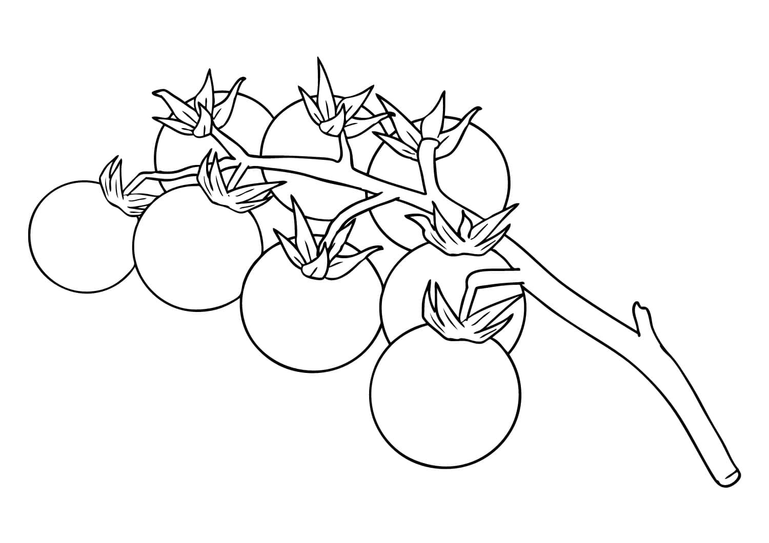 Cherrytomater fargelegging