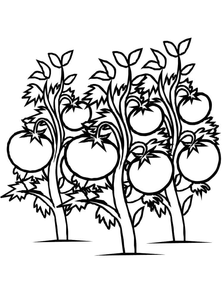 Gratis tomatutskrift fargelegging