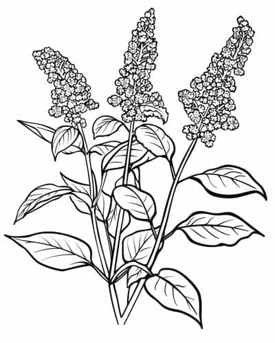 Quinoa fargelegging